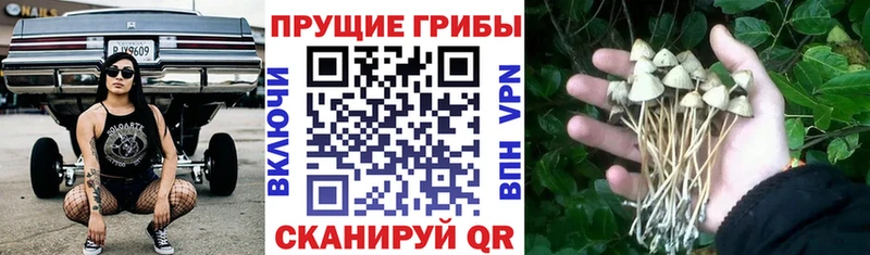 Купить закладки  Курчалой  Псилоцибиновые грибы Magic Shrooms 